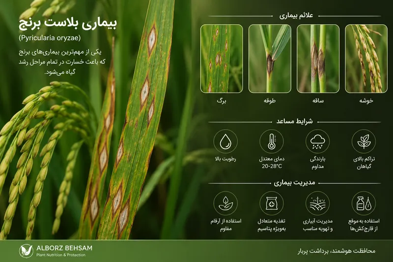 مقالة