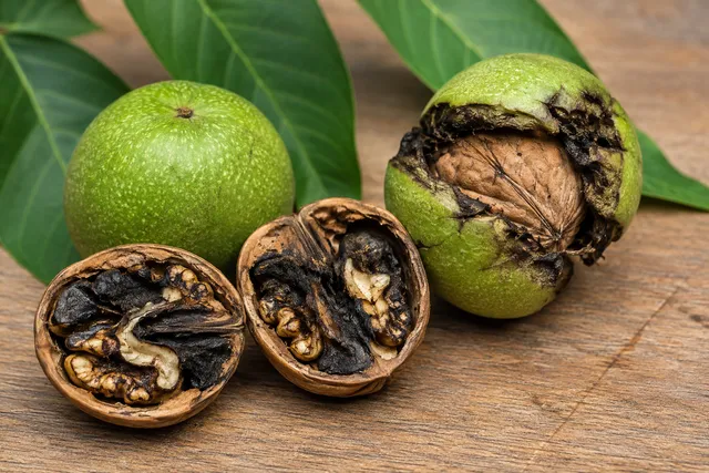Walnut Tree Nutrition and Causes of Black Walnut Kernels: A Complete Guide to Fertilization, Irrigation, and Prevention