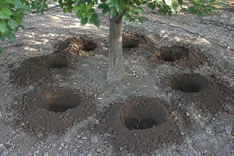 چالکود درختان چیست؟ راهنمای کامل روش، زمان و کود مناسب