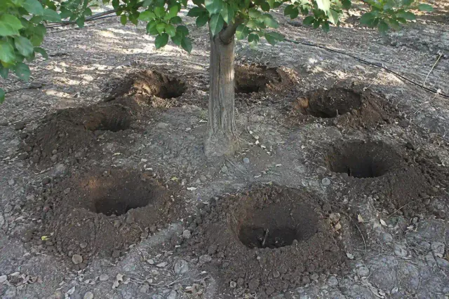 چالکود درختان چیست؟ راهنمای کامل روش، زمان و کود مناسب