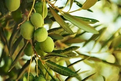 رصد هوشمند مگس زیتون با ۲۸ ایستگاه پیشآگاهی در باغات طارم