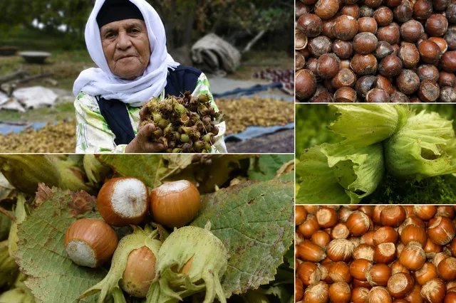 فندق اشکورات در آستانه بحران بیولوژیک؛ طغیان آفت جبران پذیر نیست