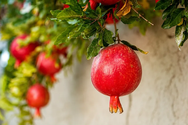 عملیات نوسازی و اصلاح ساختاری درختان در شهرستان اشکذر