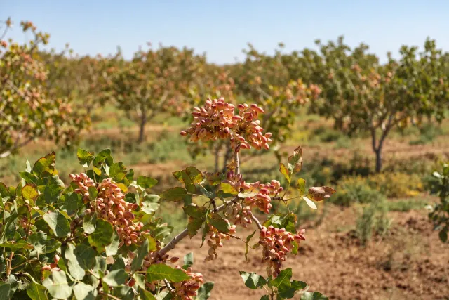خشکسالی تولید پسته خراسان جنوبی را ۳۰ درصد کاهش داد