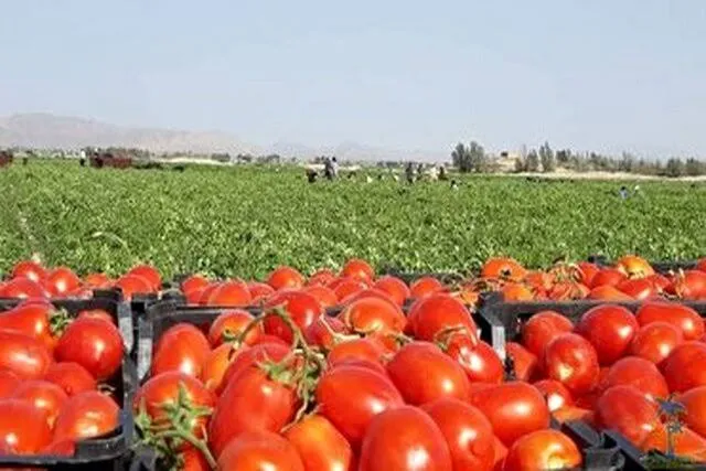 صادرات گوجه‌فرنگی خام تا پایان سال ممنوع شد؛ گوجه گلخانه‌ای مستثنی است