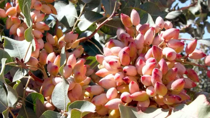 کاهش ۷۵ درصدی تولید پسته در بهادران؛ گرما، قطعی برق و آفات باغها را تحت فشار گذاشت