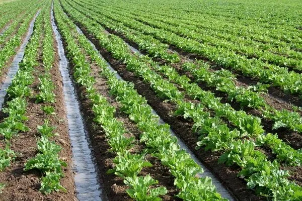 کشت علوفه پاییزه در شالیزارهای بابل؛ برنامه‌ریزی برای بیش از ۱۵ هزار هکتار