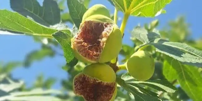 تولید انجیر استهبان امسال حدود ۶۰ درصد افزایش می‌یابد