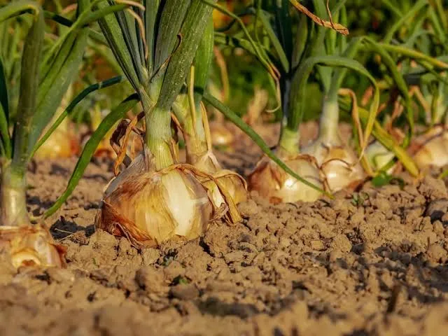 پیش‌بینی تولید ۱۰۵ هزار تن پیاز در عنبرآباد؛ تأکید بر رعایت الگوی کشت