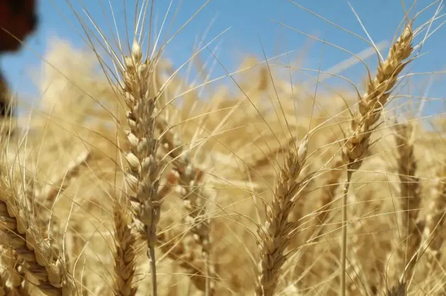قیمت خرید تضمینی گندم هنوز نهایی نشده؛ اعلام تصمیم جدید در راه است