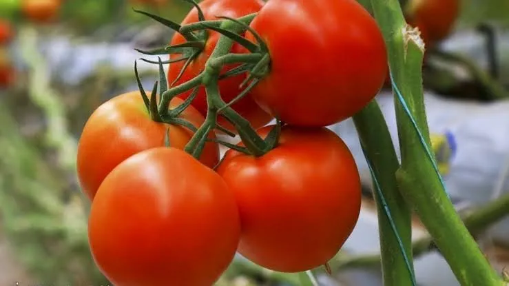 صادرات گوجه‌فرنگی دوباره مجاز شد؛ اجرای صادرات با شرایط تعیین‌شده