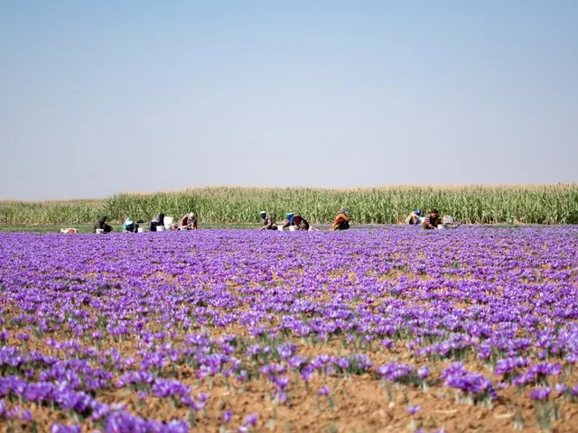 هشدار درباره زمان آبیاری مزارع زعفران در پاییز ۱۴۰۵