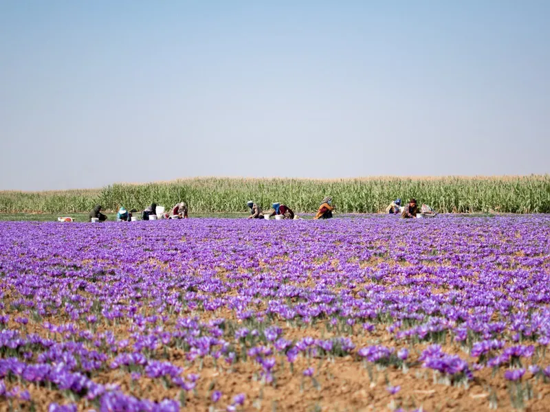 هشدار درباره زمان آبیاری مزارع زعفران در پاییز ۱۴۰۵