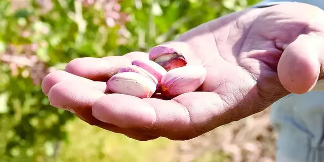 بررسی بحران تأمین آب باغ‌های پسته کرمان در مجلس