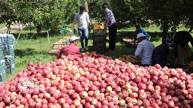 آذربایجان غربی در مسیر تبدیل شدن به قطب صادرات سیب ایران