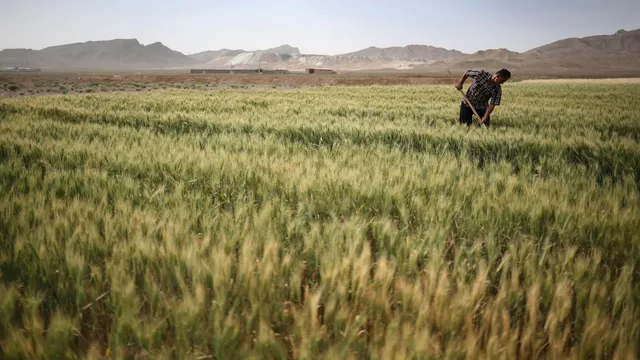 بیمه رایگان ۱۷ محصول کشاورزی در سال زراعی ۱۴۰۵–۱۴۰۶